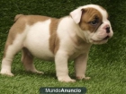Adoption,Bulldog Ingles - mejor precio | unprecio.es