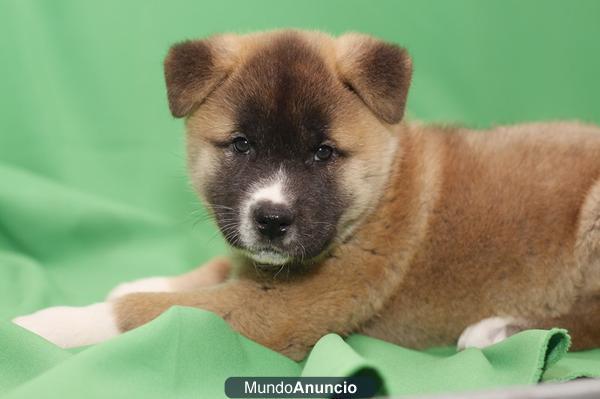 Akita Inu, camada encantadores cachorritos Barcelona, Cadells