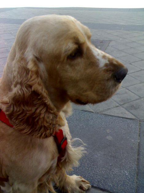 Busco novia para mi cocker spaniel