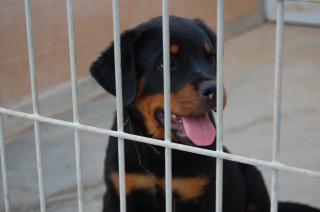 CACHORROS DE ROTTWEILER