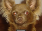 chihuahua para montas - mejor precio | unprecio.es