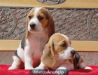 Hotelcan Cachorritos Beagle tricolores - mejor precio | unprecio.es