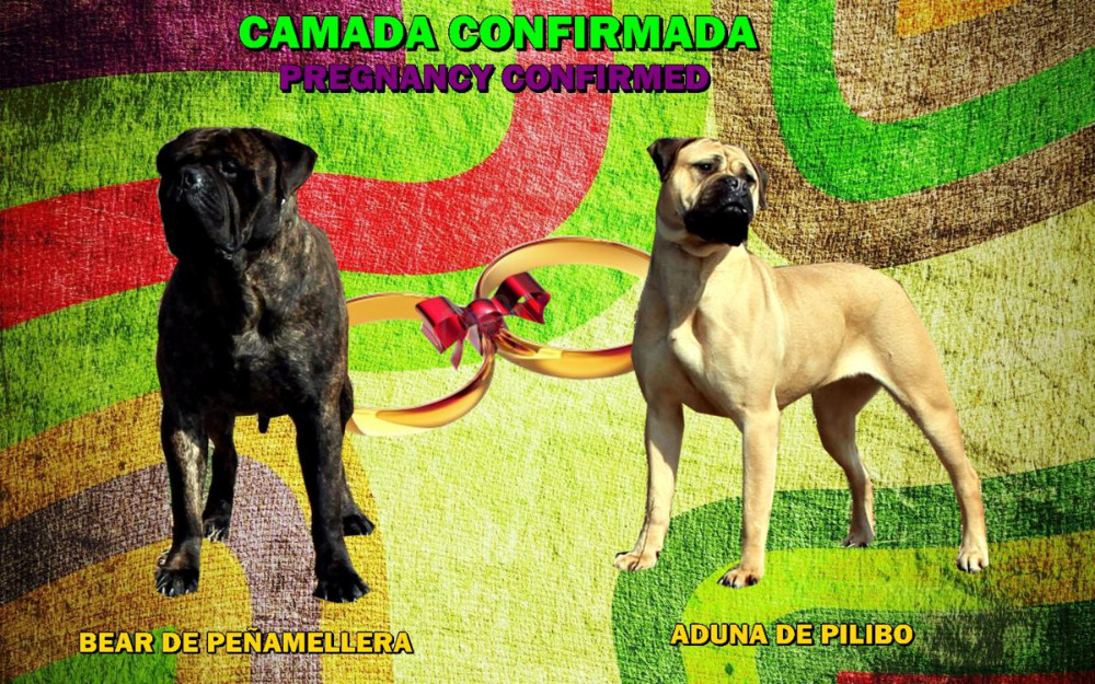 Preciosa camada de bullmastiff