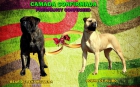 Preciosa camada de bullmastiff - mejor precio | unprecio.es