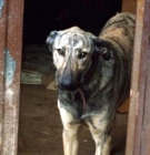 Preciosa hembra x de galgo mastin, en el refugio hay un brote de moquillo y necesita urgen - mejor precio | unprecio.es