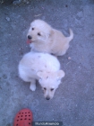regalo cachorros - mejor precio | unprecio.es