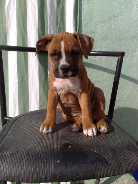 SE VENDE CACHORRITA DE AMERICAN STAFFORDSHIRE