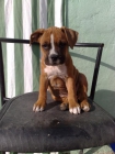 SE VENDE CACHORRITA DE AMERICAN STAFFORDSHIRE - mejor precio | unprecio.es