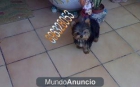 yorkshire terrier - mejor precio | unprecio.es