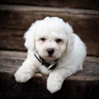 Bichon Frise cachorros en venta - mejor precio | unprecio.es