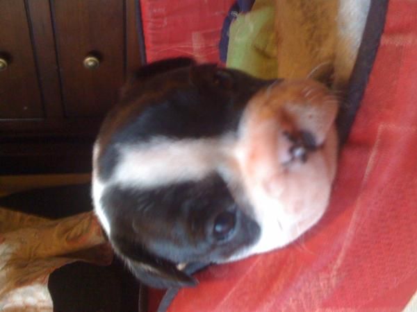 BULLDOG FRANCES HEMBRA 1MES Y MEDIO