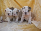 Bulldogs lindo, lindo y adorable para volver a casa - mejor precio | unprecio.es