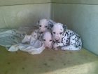 dalmata preciosos - mejor precio | unprecio.es