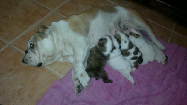Excelente camada de bulldog ingles