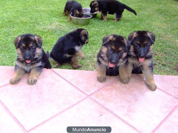 EXCELENTES CACHORROS PASTOR ALEMAN NEGRO FUEGO LEGITIMOS