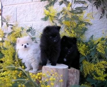 POMERANIA MINI