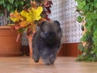 precioso pomerania enano - mejor precio | unprecio.es