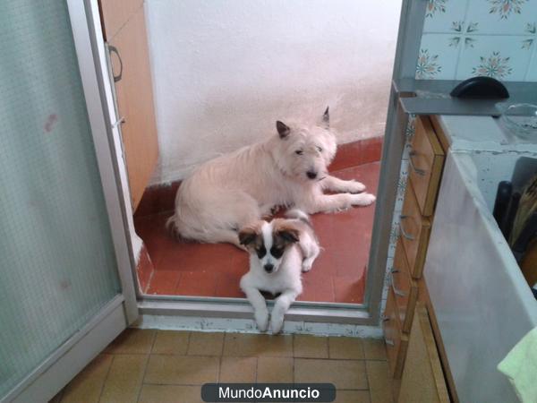 SE REGALAN PERROS