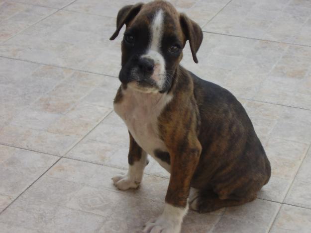 Se venden preciosos cachorros de raza boxer