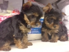 Yorkshire Terrier original cachorros de 110 euros - mejor precio | unprecio.es