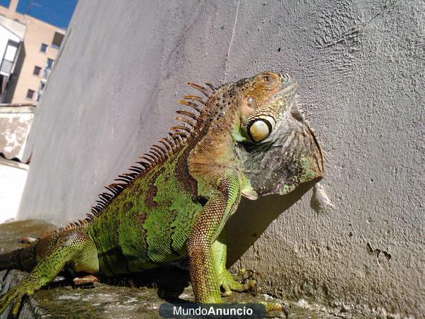 regalo iguana de 4 años con terrario