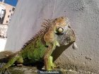 regalo iguana de 4 años con terrario - mejor precio | unprecio.es