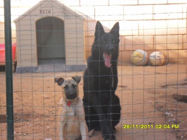 Pastor belga de 1 añito y labrador de 8 meses.