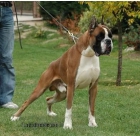 boxer cachorros buen pedigree - mejor precio | unprecio.es