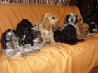 Cachorros de Cocker Spaniel con pedegree - mejor precio | unprecio.es