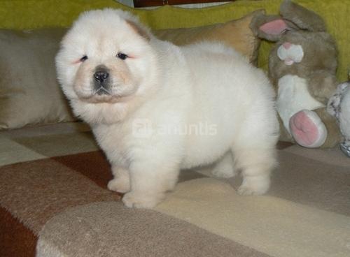 Cachorros de excelente Chow-chow