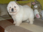 Cachorros de excelente Chow-chow - mejor precio | unprecio.es