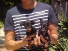 CACHORROS DE PINSCHER MINIATURA - mejor precio | unprecio.es