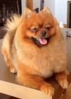 Camada de dos machos - Pomerania / Particular - mejor precio | unprecio.es
