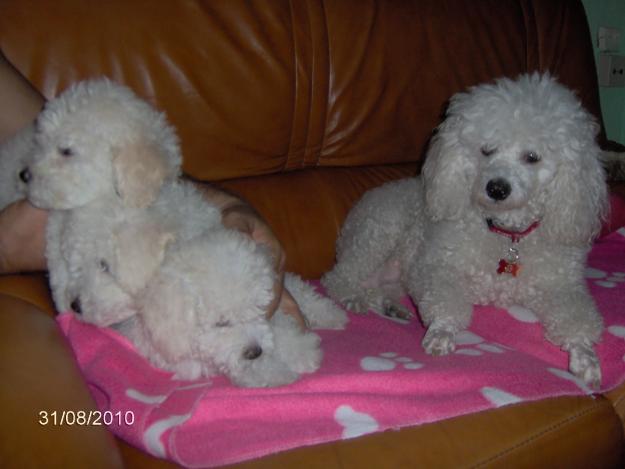 caniche enano