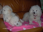 caniche enano - mejor precio | unprecio.es