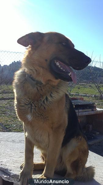 ESTUPENDA CACHORRAS PASTOR ALEMAN PURO%