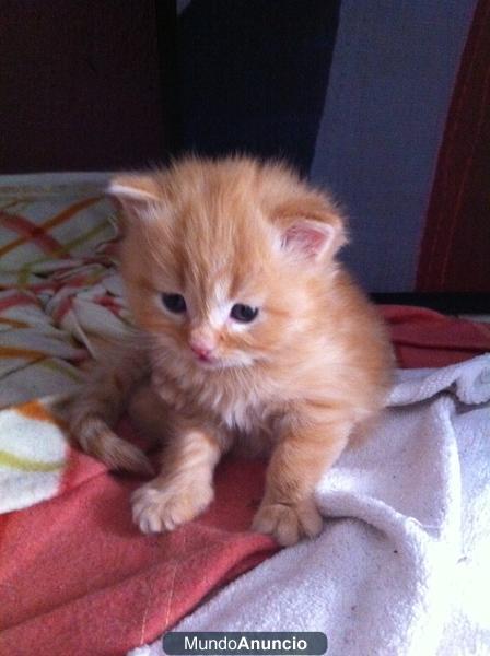 Gatitos Angora