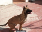 HEMBRA PASTOR BELGA MALINOIS - mejor precio | unprecio.es