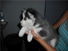 Husky - Dogservice 350 !! - mejor precio | unprecio.es