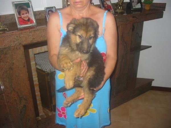 Pastoes alemanes,cachorros,buenos guardianes.