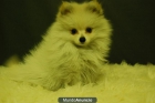 POMERANIA , cachorros en venta, machos y hembras con vacunas y garantias - mejor precio | unprecio.es
