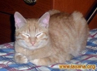 Rubi, gatito rubio de 6 meses en adopción - mejor precio | unprecio.es