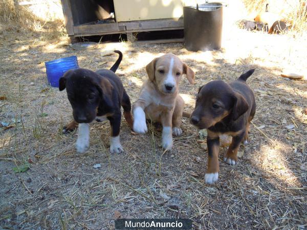 Se regalan Cachorritos