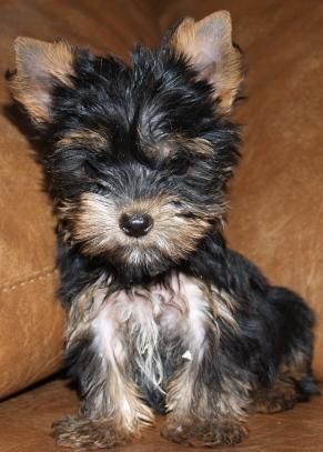 Yorkshire, cachorros muy economicos