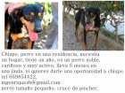 Perro en adopción - mejor precio | unprecio.es