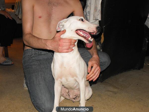 Elia, perrita en adopción