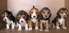 BEAGLES TRICOLORES 250€ - mejor precio | unprecio.es