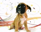 BOXER CAMADA CON DOS MESES - mejor precio | unprecio.es