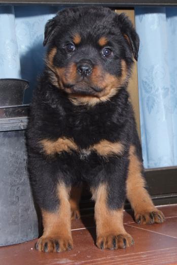 Cachorros de Rottweiler disponibles.