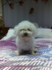 hembra bichon FRISE busca novio. - mejor precio | unprecio.es